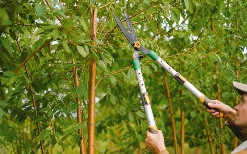 Tree trimming in Malad City, ID